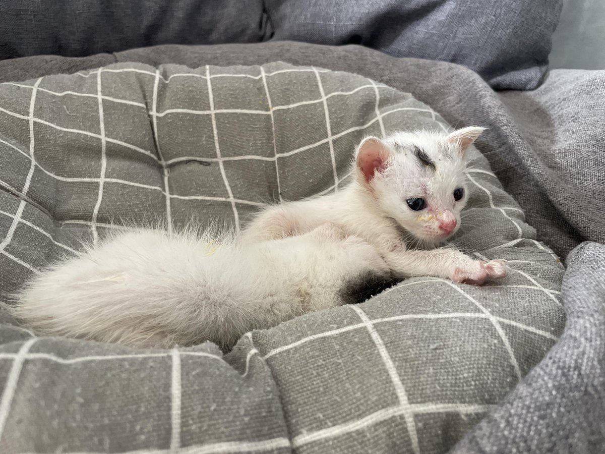 HazelSqq's tweet photo. Mi gatito de 1 mes ya gatea solo y persigue hilos! El crecimiento es mágico https://t.co/HubLTBynqp