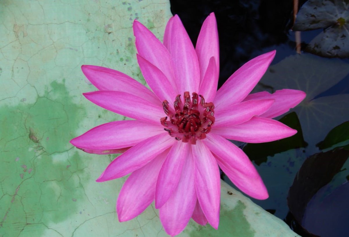 ShanthaRMohan's tweet photo. “There is no passion to be found playing small, in settling for a life that is less than the one you are capable of living.”
- Nelson Mandela.

🌅 Good morning!
Wishing you a lovely Monday! 🩷
#DailyFlowers https://t.co/GvxECCivSF