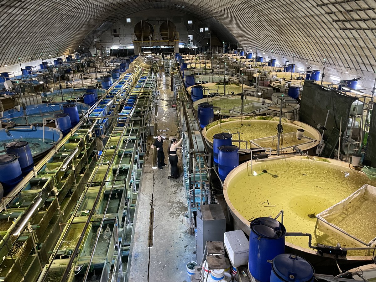 FishProtLab's tweet photo. Great visit to Petra-Aqua in Turčianske Teplice – Europe’s largest aquarium fish farm, run by our friend Petr Posel. An impressive facility full of beautiful fish! 🐠 And good news for the farmer, perhaps less so for a parasitologist 😉 – all fish we examined were parasite-free! https://t.co/ooy7WjNpuC
