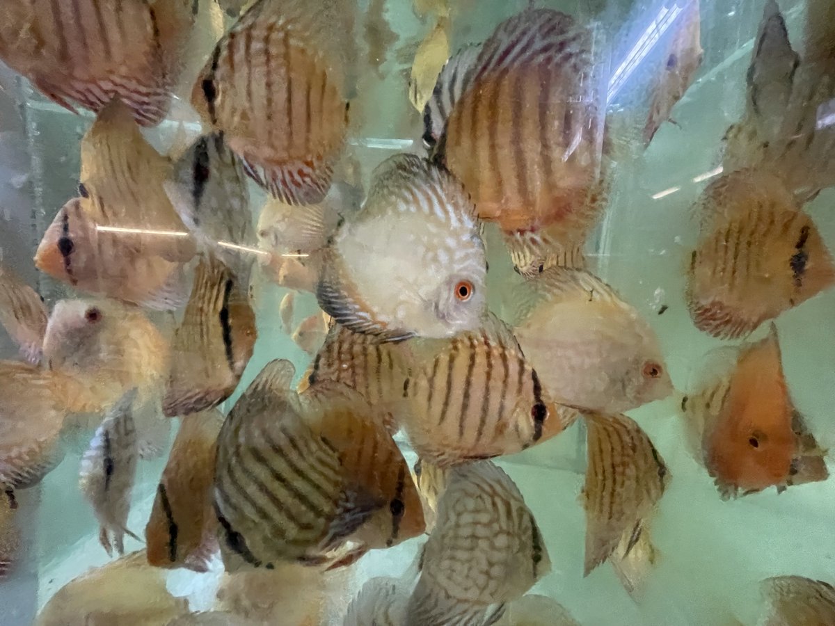 FishProtLab's tweet photo. Great visit to Petra-Aqua in Turčianske Teplice – Europe’s largest aquarium fish farm, run by our friend Petr Posel. An impressive facility full of beautiful fish! 🐠 And good news for the farmer, perhaps less so for a parasitologist 😉 – all fish we examined were parasite-free! https://t.co/ooy7WjNpuC
