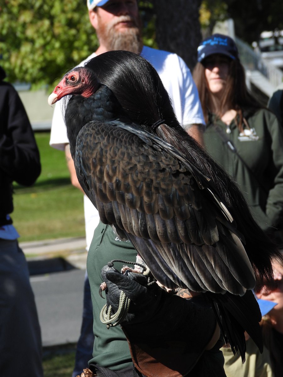 patchworkfemme's tweet photo. went to the turkey vulture festival today :) https://t.co/VPeunI8yxf