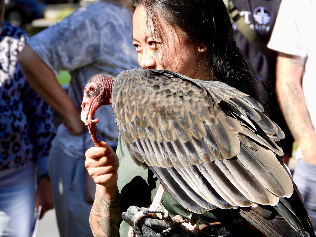 patchworkfemme's tweet photo. went to the turkey vulture festival today :) https://t.co/VPeunI8yxf