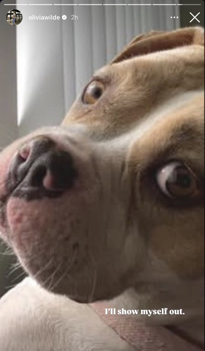 FilmUpdates's tweet photo. Olivia Wilde accidentally tags Greta Gerwig (the pitbull) instead of Greta Gerwig (the director) on Instagram:

“I’ll show myself out.” https://t.co/JyOiy9QwOJ