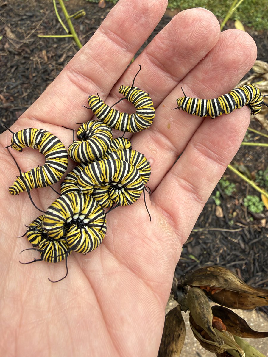PcPhilanthropy's tweet photo. Rescue operation underway… they stripped their host milkweed plant to
the bone. Moved them to another milkweed plant. https://t.co/eGM2erjfZY