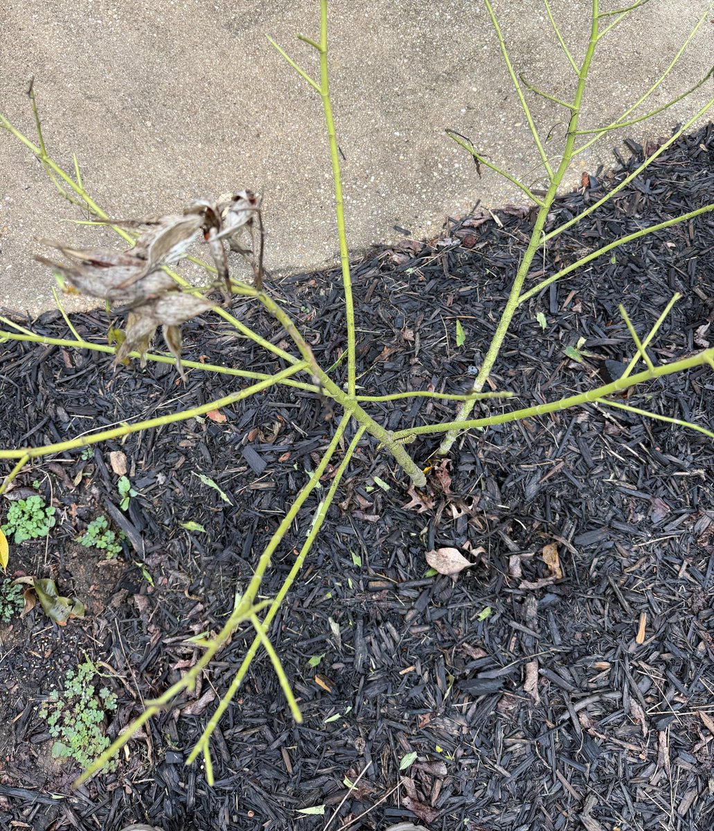 PcPhilanthropy's tweet photo. Rescue operation underway… they stripped their host milkweed plant to
the bone. Moved them to another milkweed plant. https://t.co/eGM2erjfZY