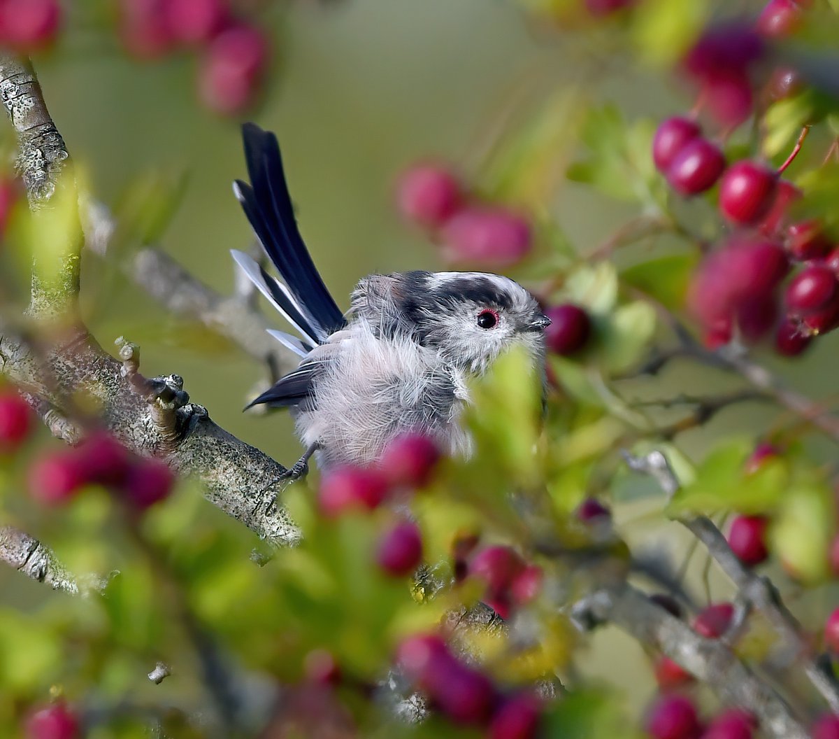 CarlBovisNature's tweet photo. Long Tailed Tit amongst berries! 😍😀🐦 https://t.co/y3L0iOBq9R