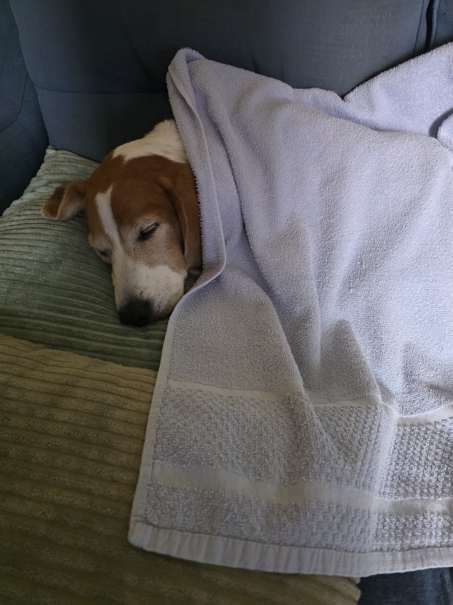 Redheadsteptwit's tweet photo. There's nothing like napping under a warm towel right out of the dryer https://t.co/AQ1olBGWCG