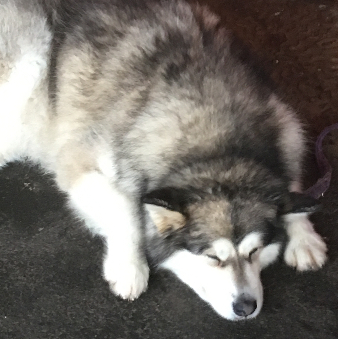 yarcakseni's tweet photo. Beautiful doggos. https://t.co/FF6vvFQg1h