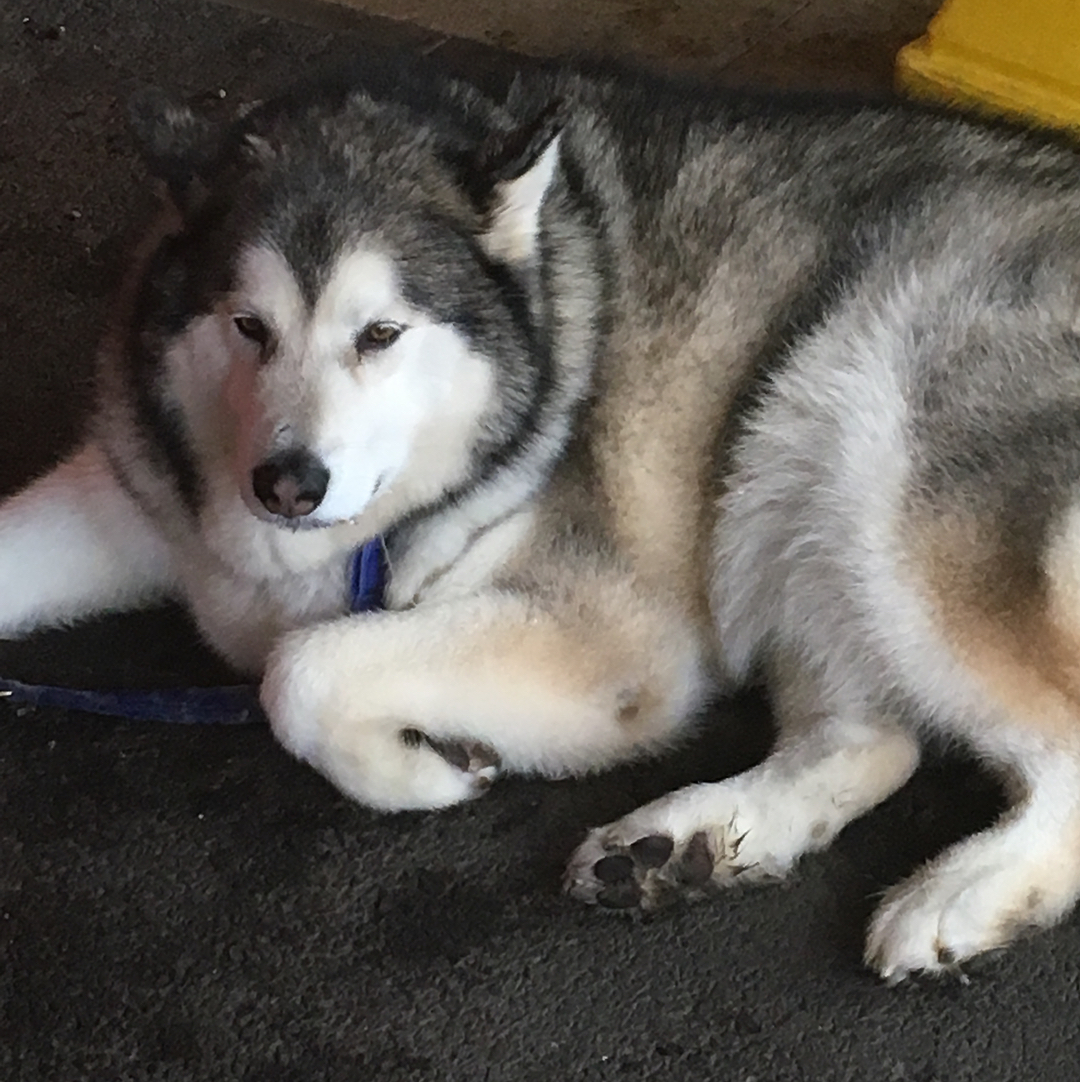 yarcakseni's tweet photo. Beautiful doggos. https://t.co/FF6vvFQg1h