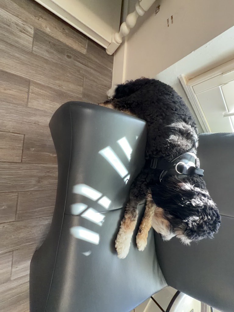 foreverwontend's tweet photo. He is my mush ๐๐คญ what he laying like that for? ๐ I love this little freak
#maxx #maxxthecat #puppylife #puppydog #blackandwhite #curlycoat #puppylove #dogsofinstagram #dogslife #cozyvibes #sundaynight #myshadow #esadog #mushmode #puppyantics https://t.co/oRwjuQZkNC