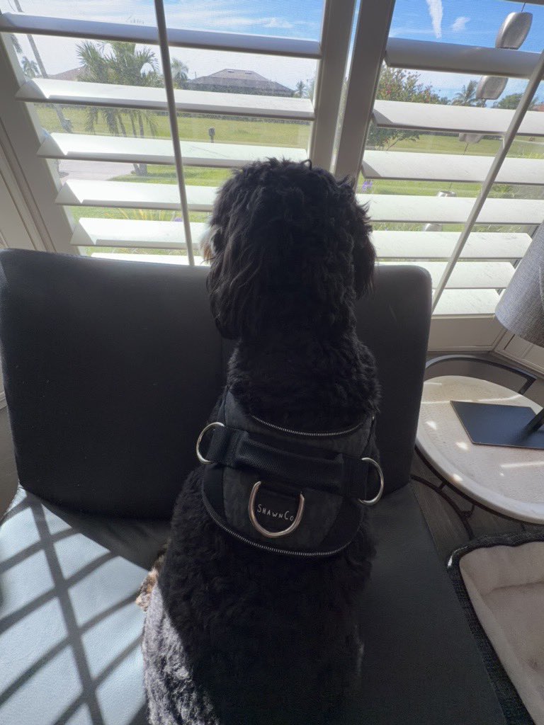 foreverwontend's tweet photo. He is my mush ๐๐คญ what he laying like that for? ๐ I love this little freak
#maxx #maxxthecat #puppylife #puppydog #blackandwhite #curlycoat #puppylove #dogsofinstagram #dogslife #cozyvibes #sundaynight #myshadow #esadog #mushmode #puppyantics https://t.co/oRwjuQZkNC