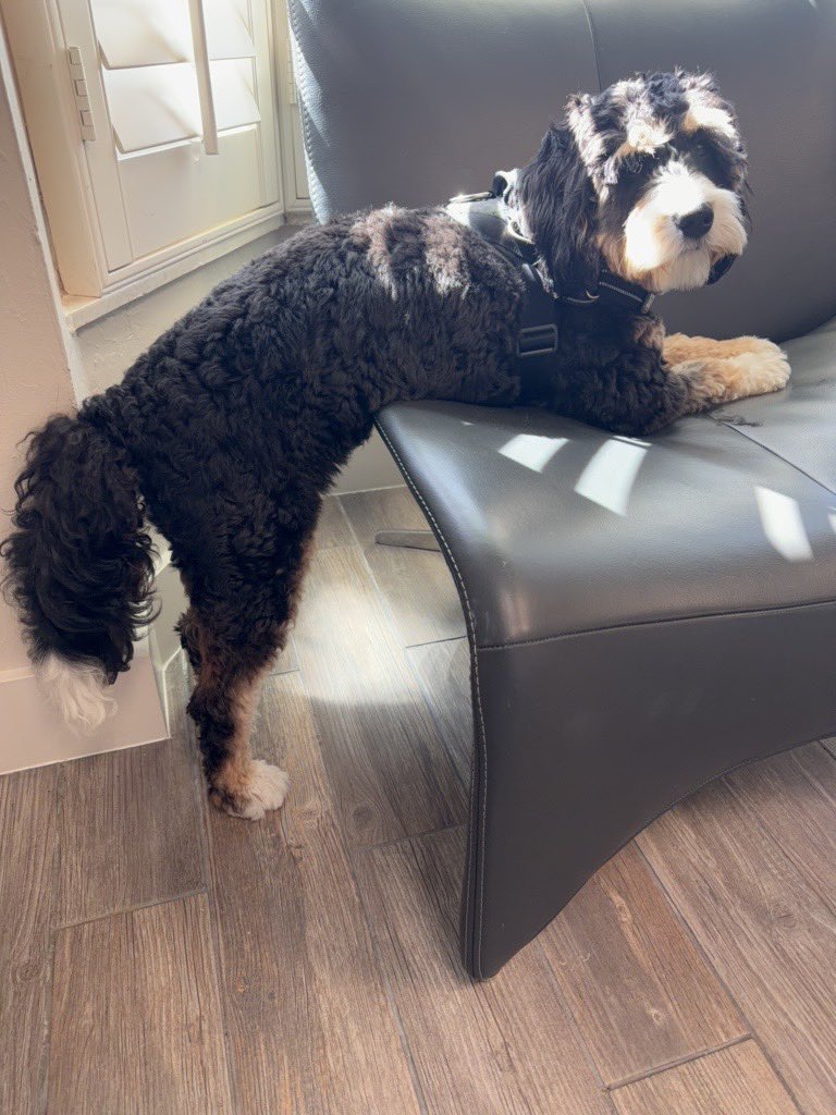 foreverwontend's tweet photo. He is my mush ๐๐คญ what he laying like that for? ๐ I love this little freak
#maxx #maxxthecat #puppylife #puppydog #blackandwhite #curlycoat #puppylove #dogsofinstagram #dogslife #cozyvibes #sundaynight #myshadow #esadog #mushmode #puppyantics https://t.co/oRwjuQZkNC
