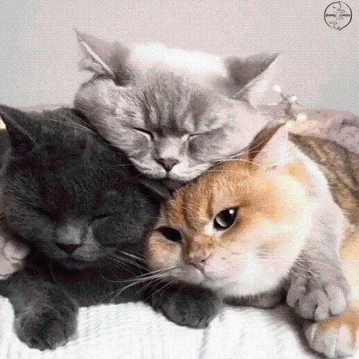CatCVIT's tweet photo. I😭😭love😭😭😭focus😭😭😭😭more😭😭😭😭😭my😭😭😭😭😭😭family😭😭😭😭😭😭😭 https://t.co/QtFms1EAtC