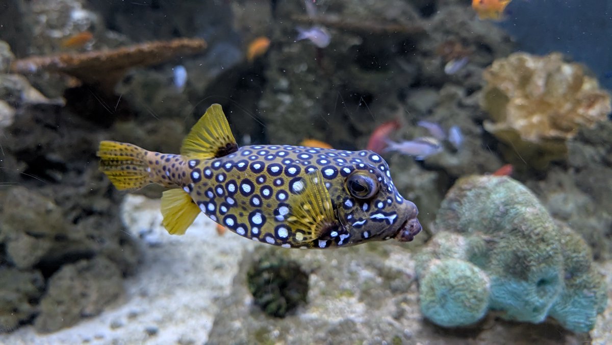 STheCub_'s tweet photo. My boyfriend took me on a date to the aquarium so here are some pictures of fish you must now see 🫶 https://t.co/JfkCJYVTxX