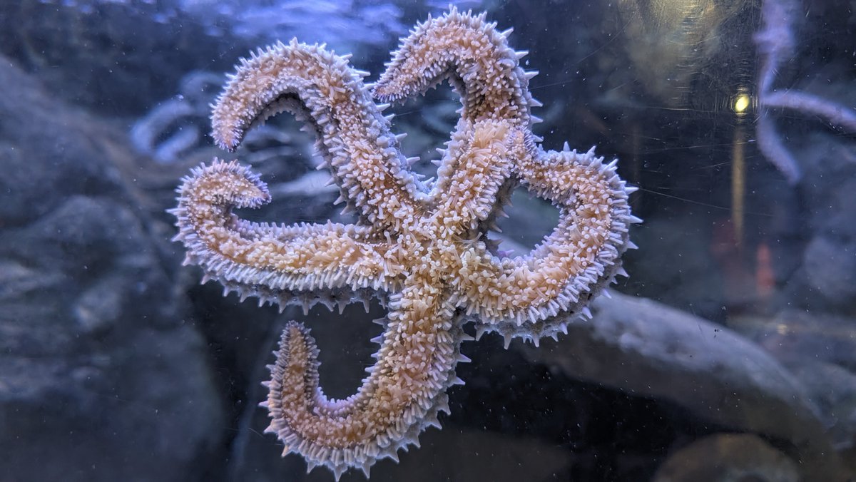 STheCub_'s tweet photo. My boyfriend took me on a date to the aquarium so here are some pictures of fish you must now see 🫶 https://t.co/JfkCJYVTxX