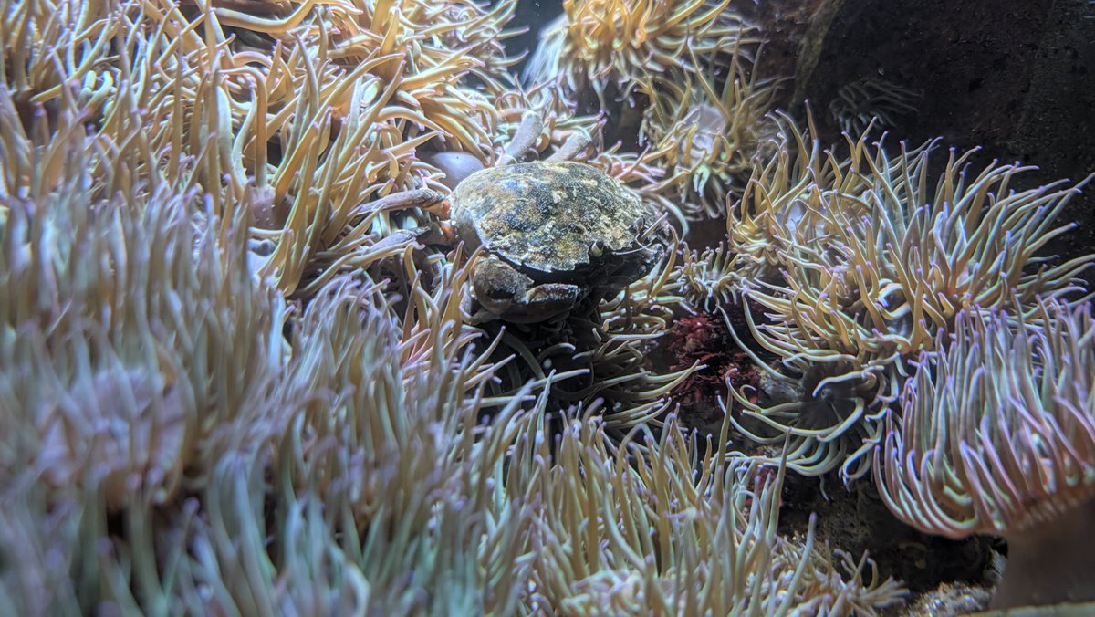 STheCub_'s tweet photo. My boyfriend took me on a date to the aquarium so here are some pictures of fish you must now see 🫶 https://t.co/JfkCJYVTxX