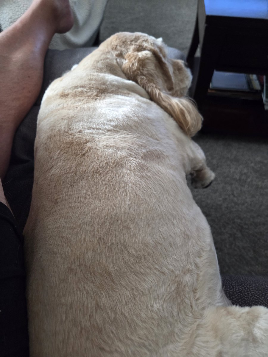 Weatherhack's tweet photo. #GolfChat #QueenCharlie is so enthused about the Presidents Cup. https://t.co/NBIpE1RJCp