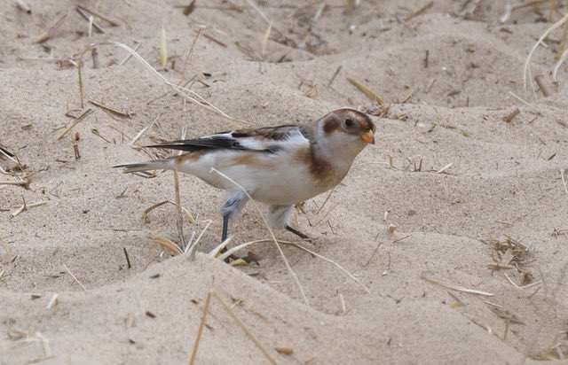 JoKingDevon's tweet photo. First #SnowBunting of the year for me at #HolmeDunes #NorthNorfolk https://t.co/a7v1ZtdkBn