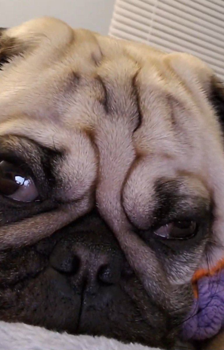 SarahPug12's tweet photo. Happy Sunday afternoon friends ๐ค Still rainy, windy cold weather today ๐ง๐ฌโ๏ธ #Orange #BoyBoy #SundayVibes #Ugh https://t.co/EFMOISZRkH