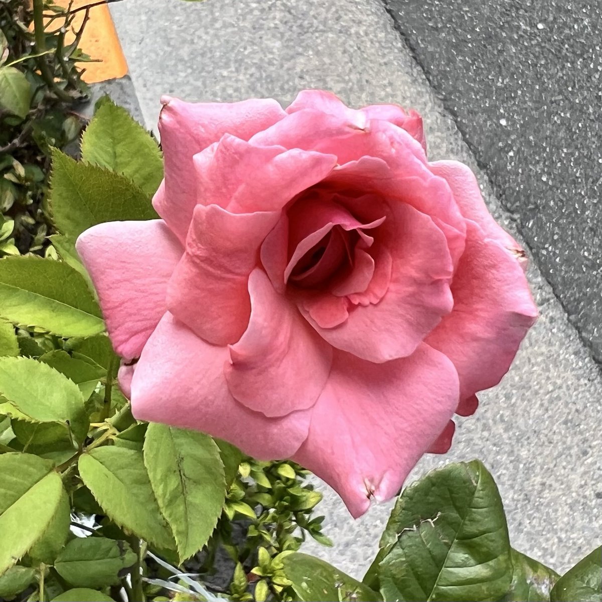 DeepBlueSky1126's tweet photo. Monday, Sep 28 2026
Good morning (⁎ᵕᴗᵕ⁎)
Have a great day ☺️
Today will surely be a good day 🍀
おはようございます( ⁎ᵕᴗᵕ⁎ )
よい1日を☺️
#今日はきっといい日になる🍀
#今日もきっといい日になる🌸 https://t.co/nEYnBp93w2