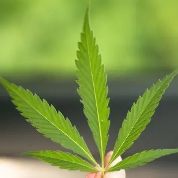 CorrupcaoBrNews's tweet photo. 🚨GRAVÍSSIMO! Flávio Bolsonaro (PL) promete PROIBIR O PRENSADO se for eleito e revolta maconheiros de baixa renda https://t.co/1NYUmN9RyV
