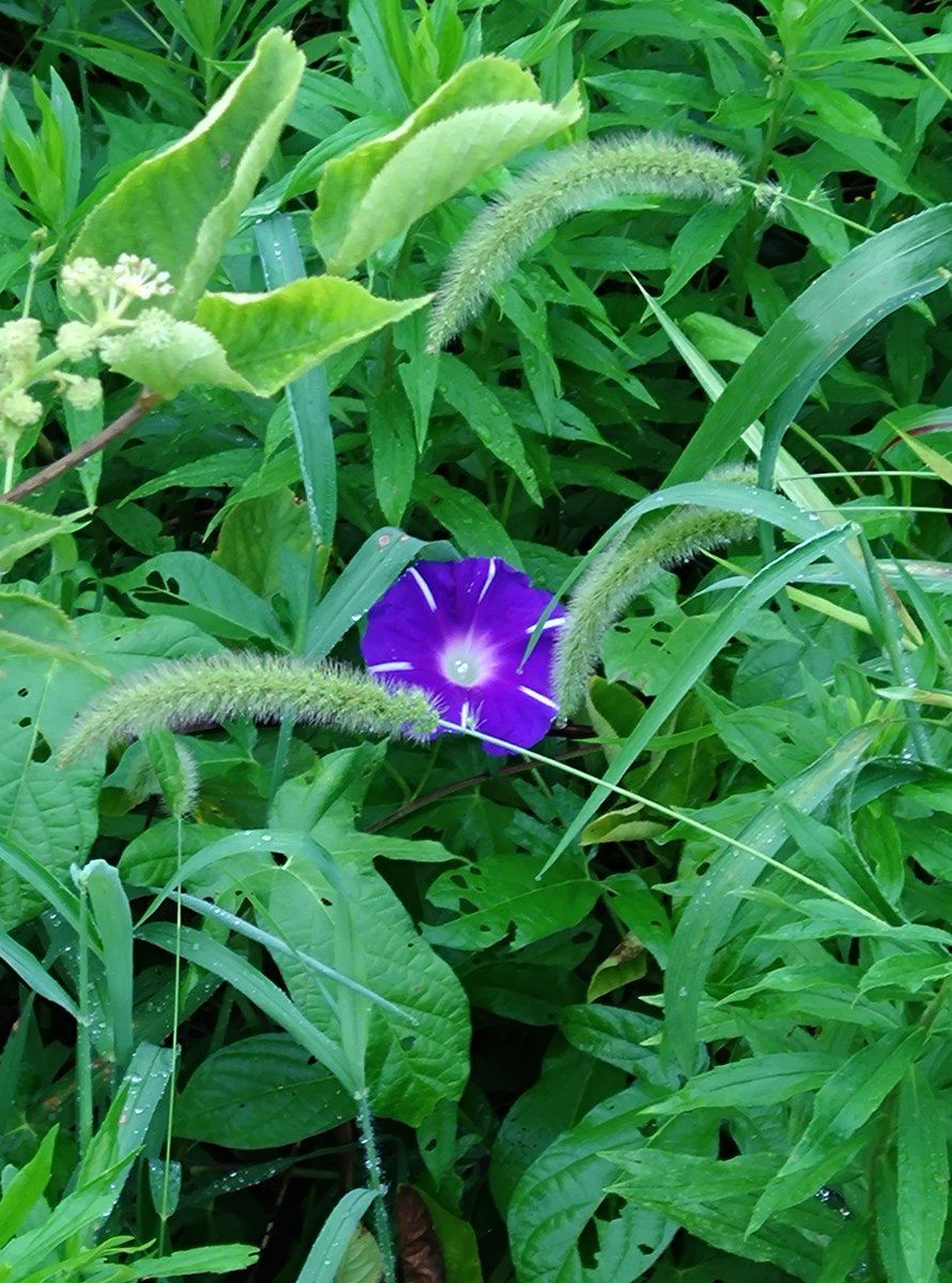 2kosumosu2's tweet photo. #見つけたもの
#花
#写真 https://t.co/3jFCFDKpRU