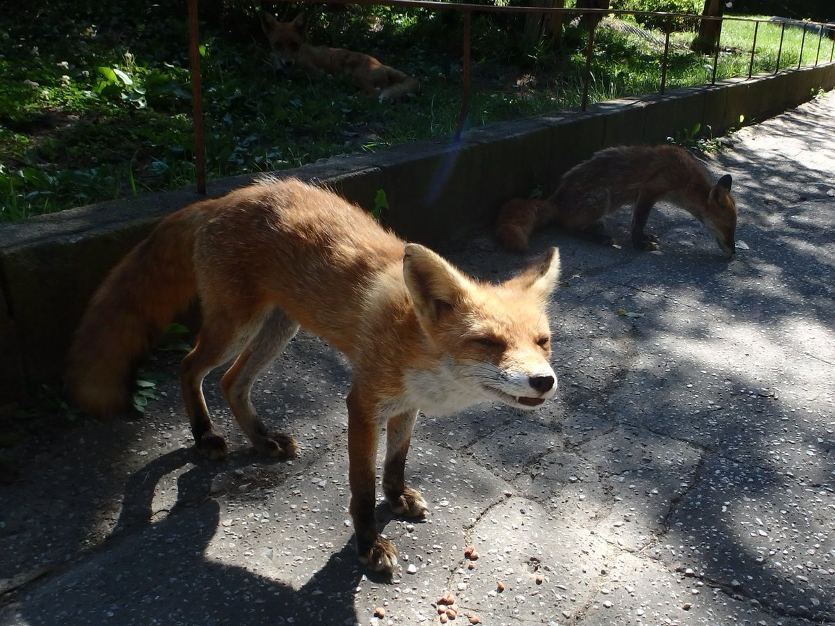 mfmtbtmfm's tweet photo. 🦊🦊🦊
テイクアウトで美味しいお顔のルナちゃん😋
…と、木陰で食べるめるめる😊

#北きつね牧場 #ｻｯﾁｬﾝﾓｲﾙﾖ https://t.co/RJLb24Hhu9