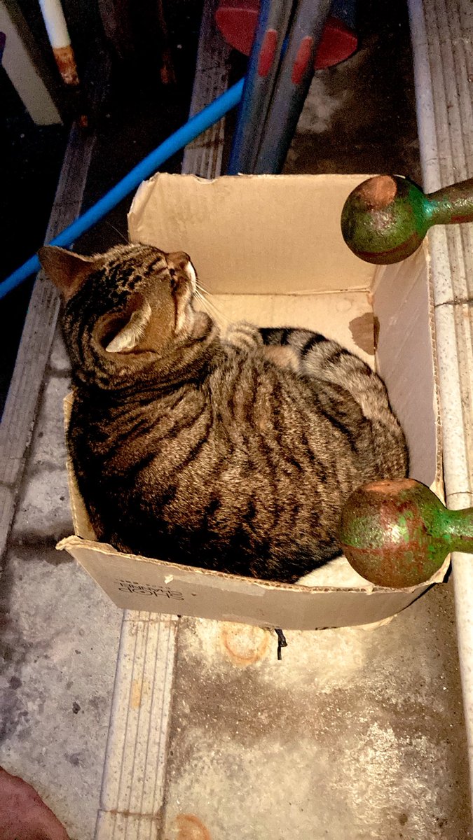 kaz6thlife's tweet photo. 🌃🌅✨☔️✨

In late,dark,＆ a little bit cool night I woke up naturally. Just soon cat Maru💕came to me...As usual❣️
                               ⏰05:38
from
                Kobe city Japan

おはようございます♪
新しいこの一週間が
楽しく
こころ穏やかな日々に
なれば　幸せですね
🙏🕊♥️✨🌈✨

そろそろ夜明け🌄です

けれど、雨です☔
雨も良し✨
雲の上は　
ずっと
青空なんですから
💫✨🌏✨🪐✨🌙✨