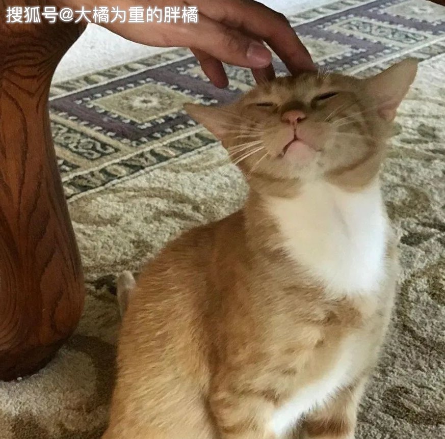 SantosFranfvr's tweet photo. Hoy me encontré con un gato callejero que me sonrió, y ahora mi corazón está lleno de calor ， https://t.co/EbUDoccF85
