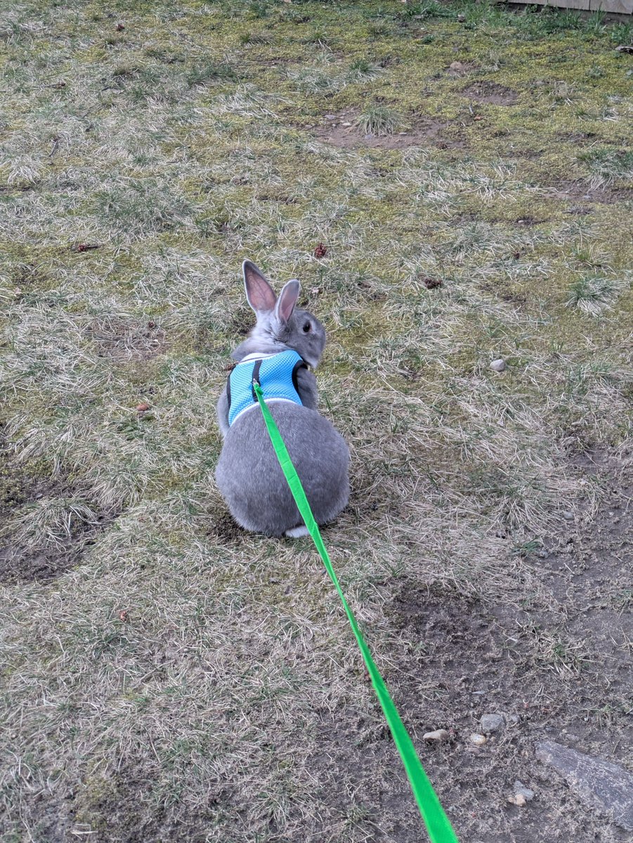 qluzu_vlogs's tweet photo. @Judge_quackity //holy shit playboy carti says happy late bunny day https://t.co/ihMsosRzxm