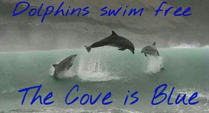 janischshane's tweet photo. #Bluecove 
The boats never Left the harbor 
Thank goodness 🐬💙🐬 https://t.co/Ooq6Gfwc0Y