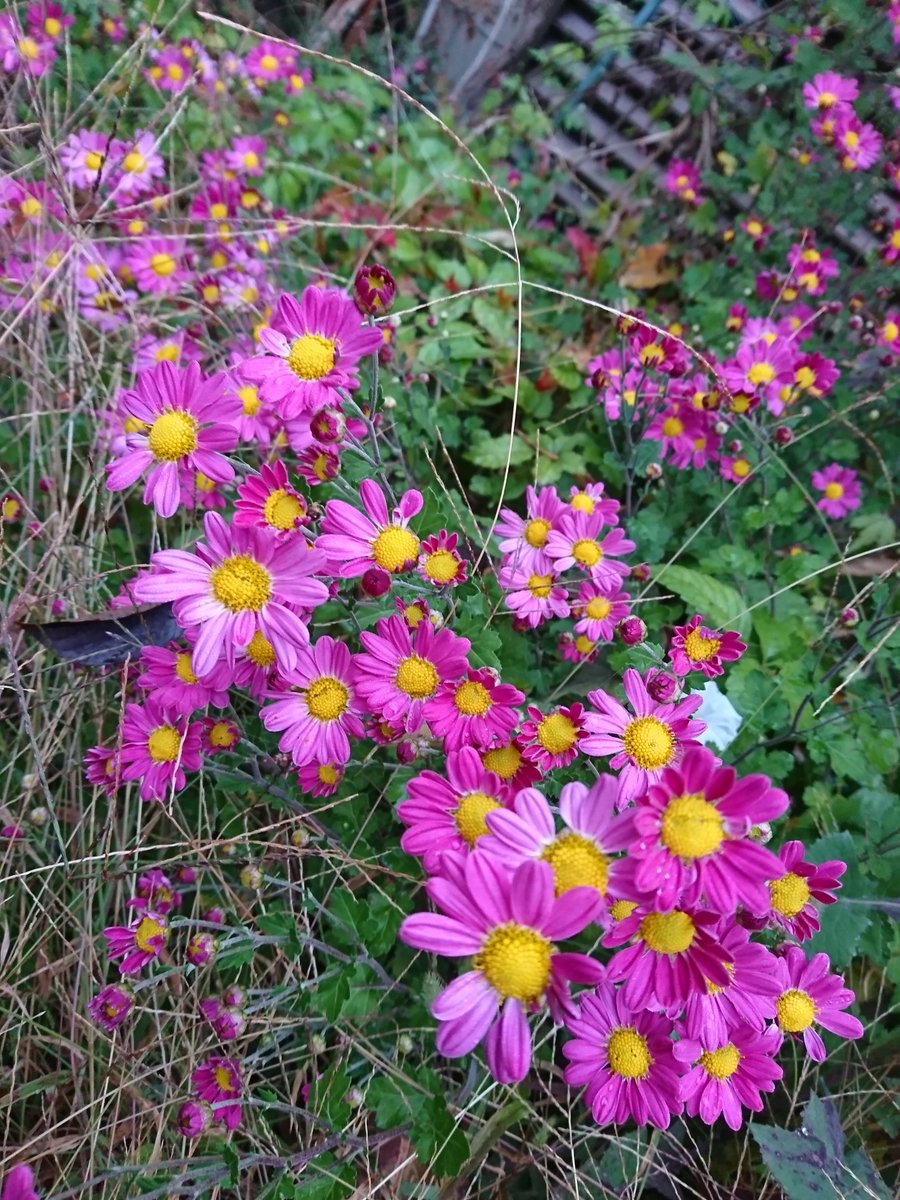 2kosumosu2's tweet photo. #見つけたもの
#花
#写真 https://t.co/LxeF3hKKQ1