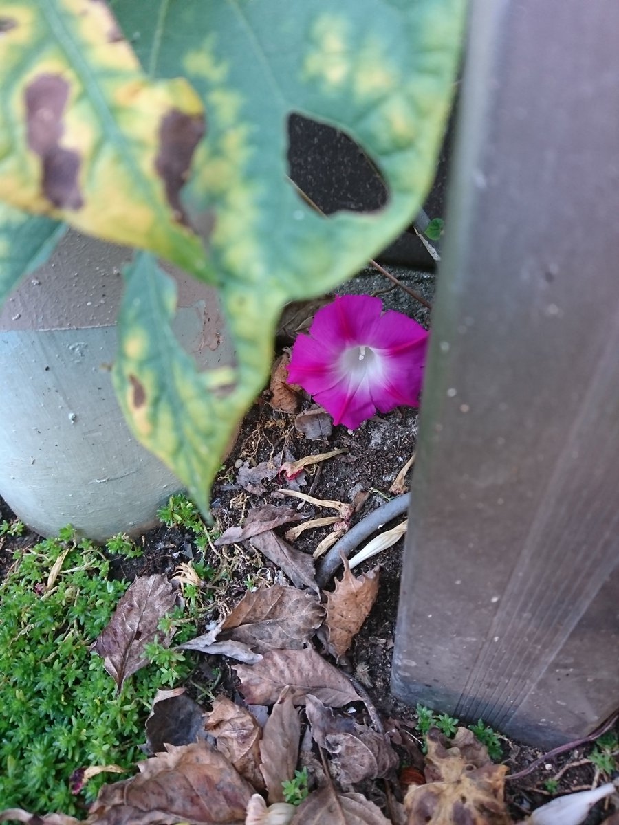 2kosumosu2's tweet photo. #見つけたもの
#花
#写真 https://t.co/jjKXQL9Mm4
