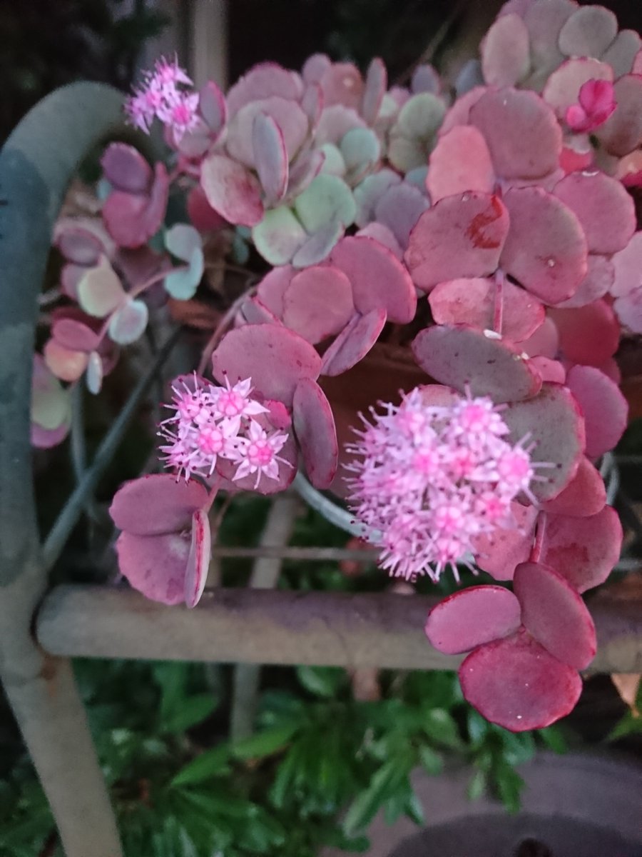 2kosumosu2's tweet photo. #見つけたもの
#花
#写真 https://t.co/4HY0mkNOxS