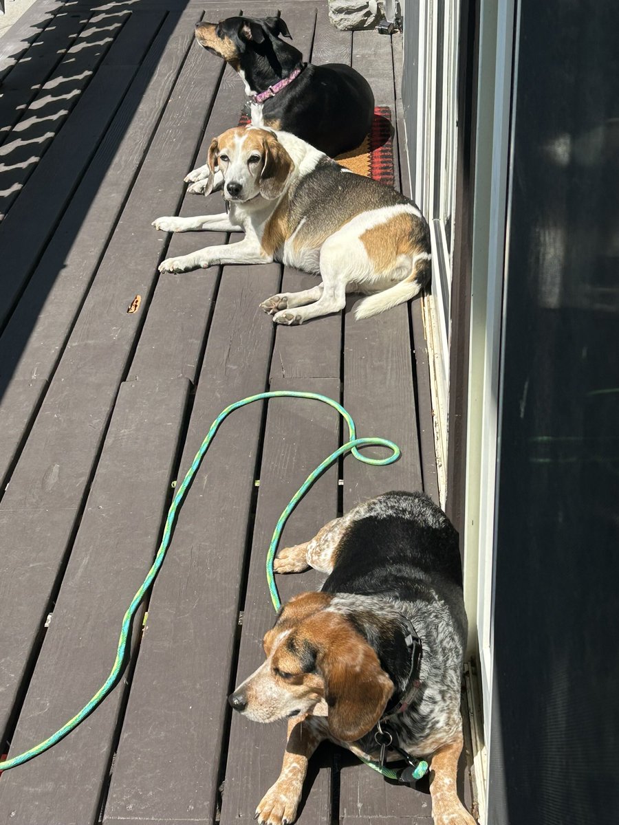 TwoBeags's tweet photo. Dis is us spending a vacation day wiff cuzin Roxie https://t.co/kBD6wUIZWV