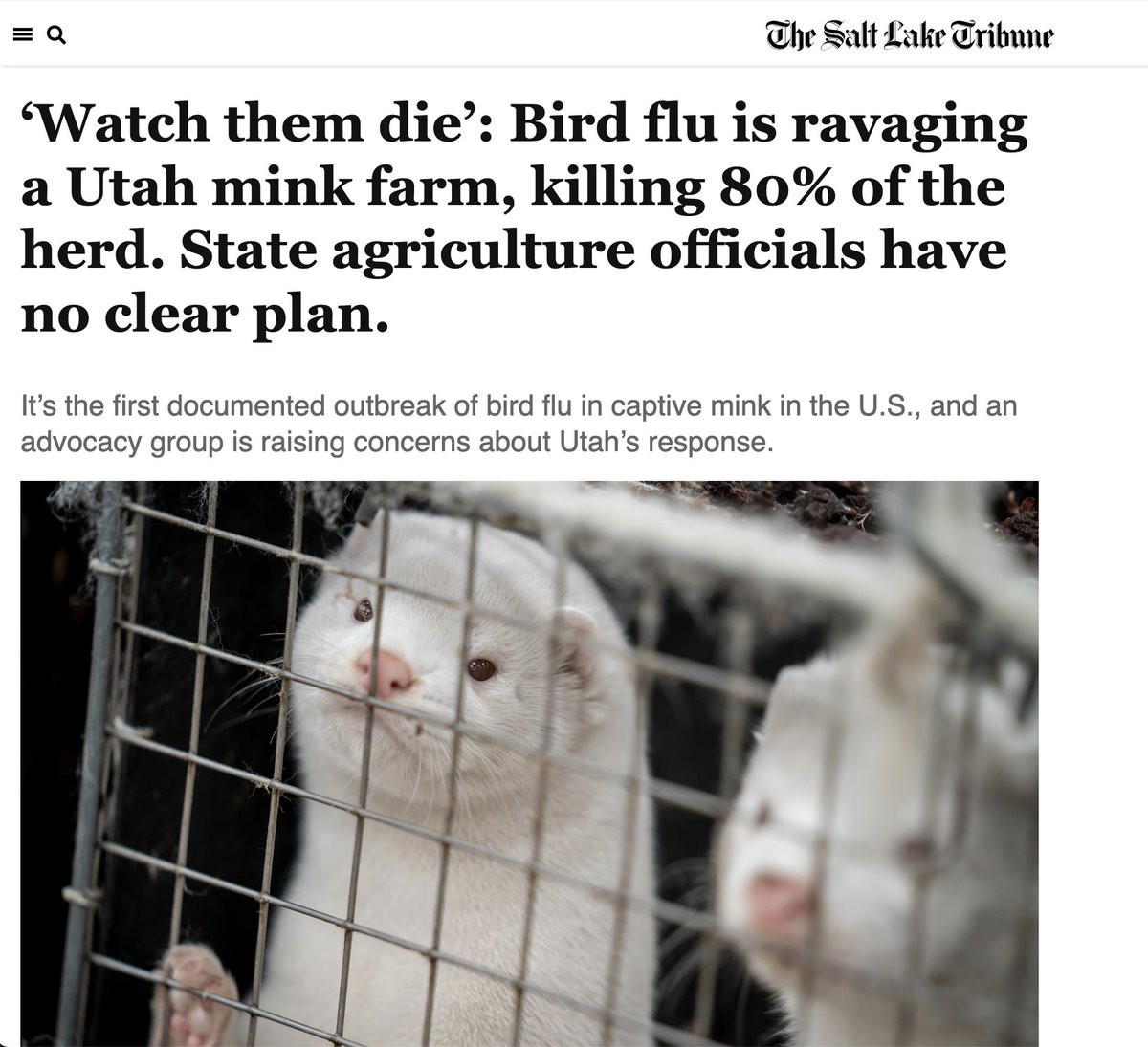 LongDesertTrain's tweet photo. Mink farming is a massive pandemic risk. It's insane that they are allowed to exist. Now we have an active H5N1 outbreak on a mink farm, &amp; "state officials have no clear plan to rein it in."

Imagine if uncontrolled H5N1 transmission in mink were allowed in a lab... 1/4 https://t.co/u2yUaxxvK2