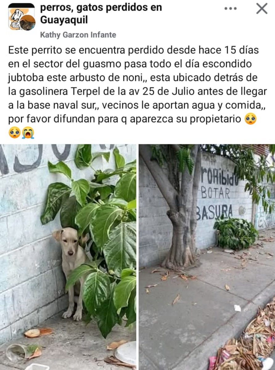DefensoresAn's tweet photo. #Guayaquil. Escondido y asustado. Los buenos samaritanos ponen comida y agua, urge su rescate. SOS https://t.co/5HqsA0lO6T