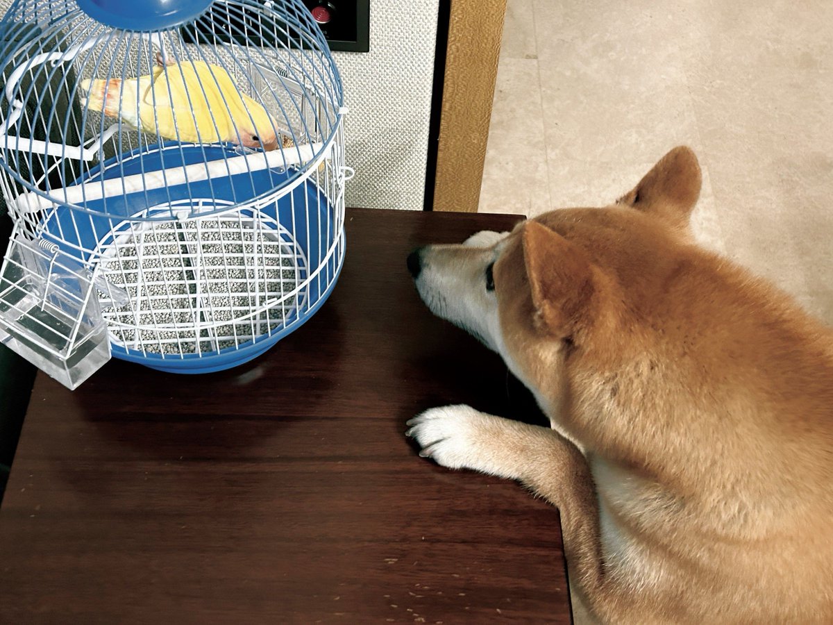 Cristalevyj5's tweet photo. Mi perro Mango crece cada día Hoy ya alcanza la mesa de comedor!  #CrecimientoMascota https://t.co/GE1ncEIecW