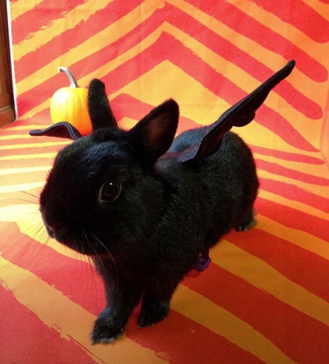 Bunnies's tweet photo. https://t.co/QloLnWQI8K
