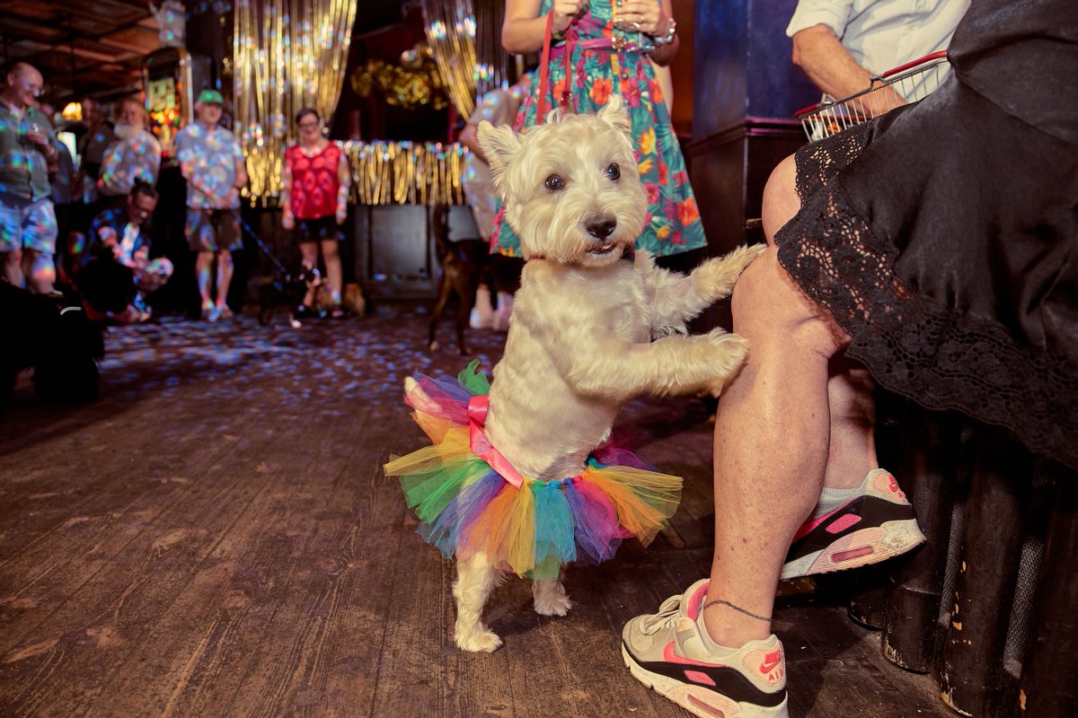 SunshineDenbhx's tweet photo. A huge thank-you to the Cock Tavern team for an unforgettable Pride party! Cocktails, wagging tails, fabulous outfits and pure joy filled the pub. Together, we raised £70 for StreetVet. Happy Pride, everyone! https://t.co/TcG2hYrbsz
