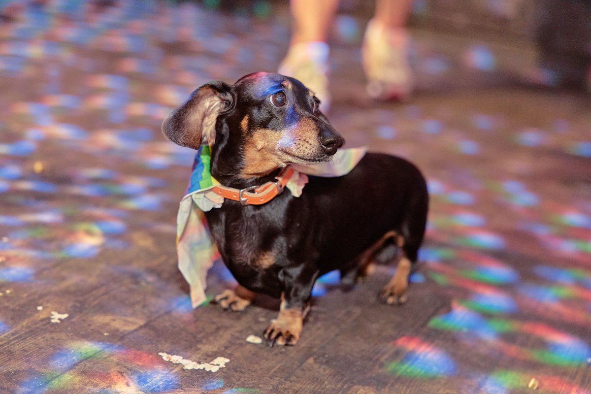SunshineDenbhx's tweet photo. A huge thank-you to the Cock Tavern team for an unforgettable Pride party! Cocktails, wagging tails, fabulous outfits and pure joy filled the pub. Together, we raised £70 for StreetVet. Happy Pride, everyone! https://t.co/TcG2hYrbsz