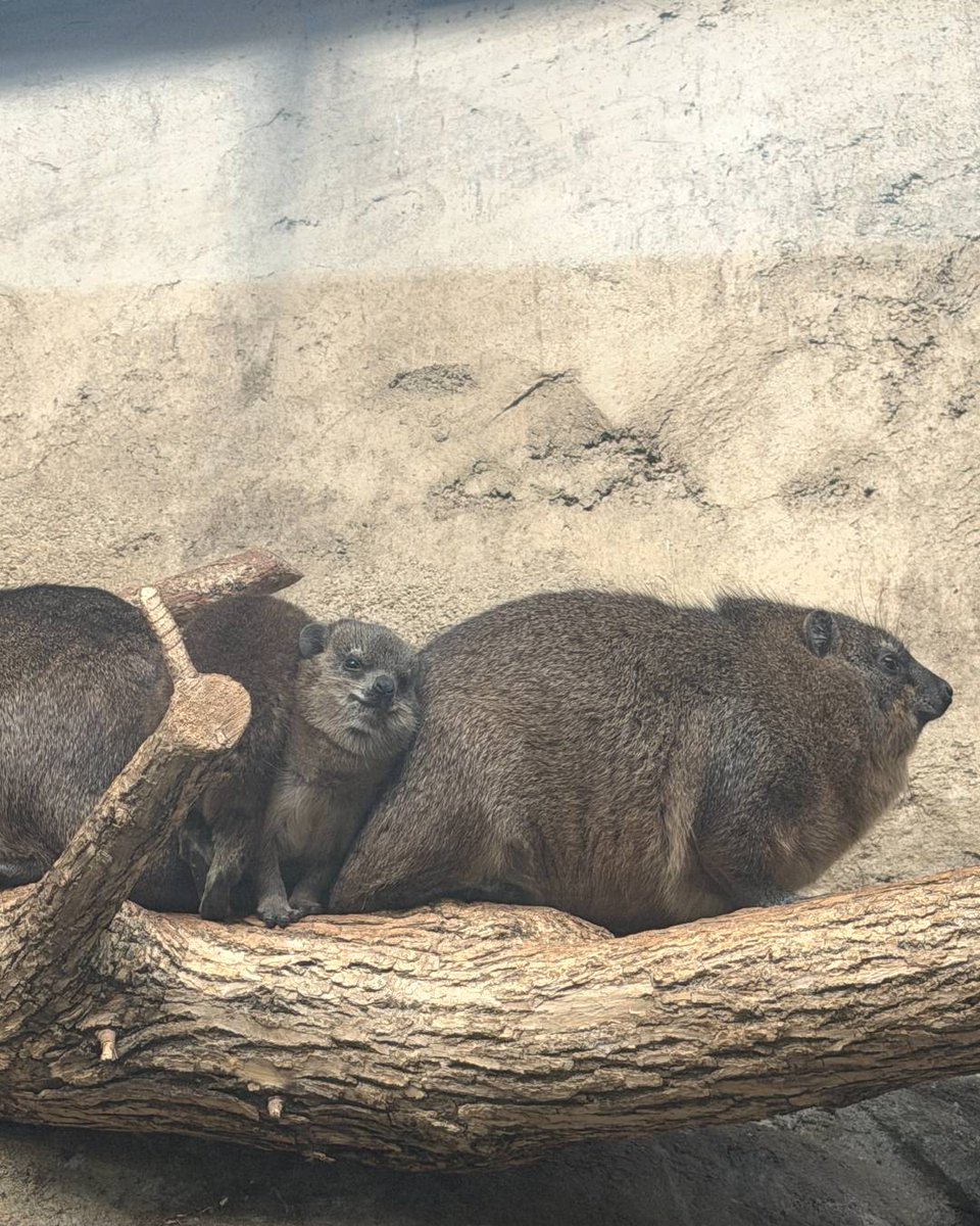 calgaryzoo's tweet photo. If I don't fit, I squish. 🥰 Stop by to see our rock hyrax pups getting cuddly and cozy!

#YourZooYYC https://t.co/r73JMPlDtR