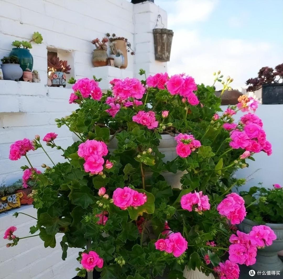 ToriRiddeluj's tweet photo. Vecina, necesitas ayuda para cargar las compras Las flores que plantamos en el balcón son perfectas hoy! （中文意思：邻居，需要帮忙拎 groceries吗？我们阳台种的花今天开得特别好！） https://t.co/LfLPDUap3P