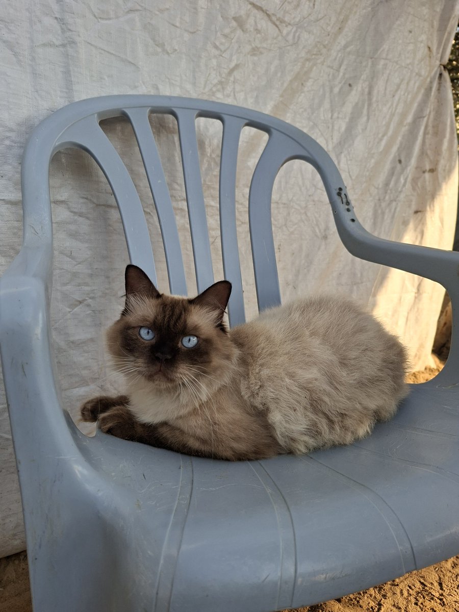 MustafaAmeen30's tweet photo. Misho lives here with me in Gaza,
but I have no idea how far his story has traveled around the world. 🌍

Let’s find out tonight…

What country are you following Misho from? https://t.co/m5qeEADygo