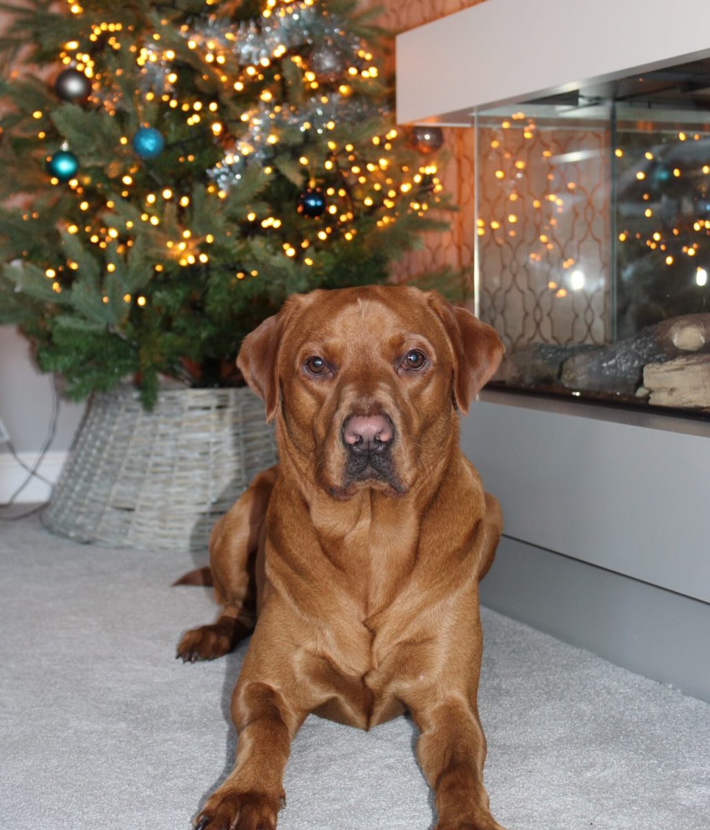 LanieReihing's tweet photo. Merry Christmas, everyone! We hope you have a wonderful day. https://t.co/VAmCn3JYTV