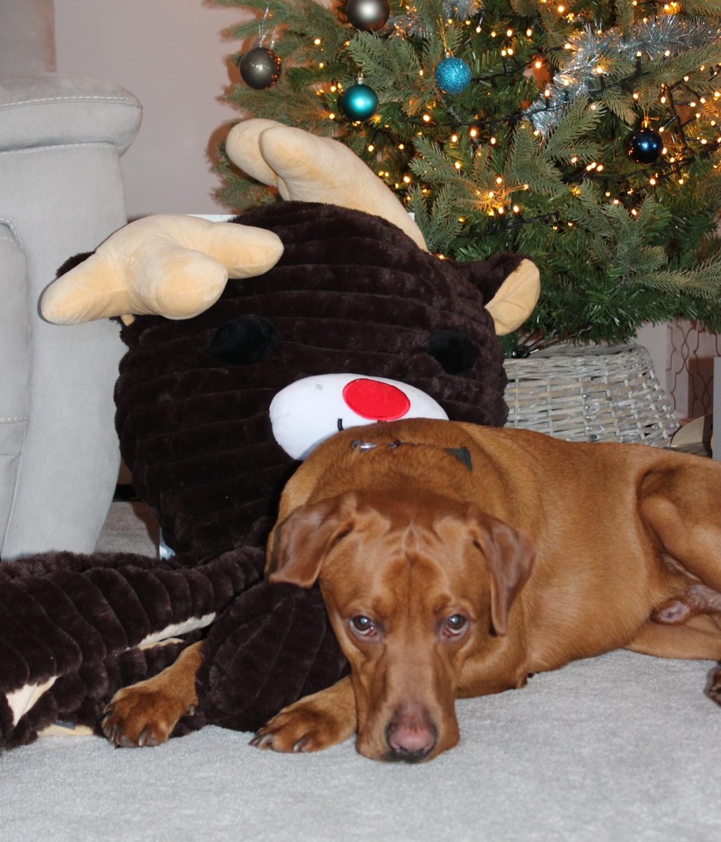 LanieReihing's tweet photo. Merry Christmas, everyone! We hope you have a wonderful day. https://t.co/VAmCn3JYTV