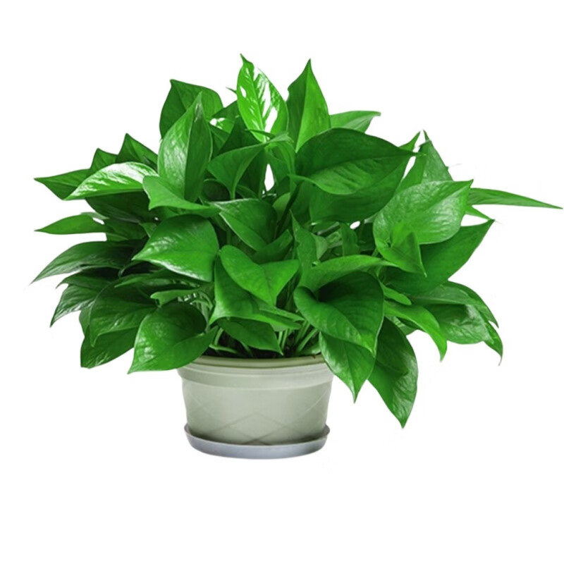 MiSidwellsjy's tweet photo. [Pro tip for your pothos! Rotate it weekly to keep growth even u0026 give it bright, indirect light—happy, lush leaves ahead! ]， https://t.co/xThPvRcqaU