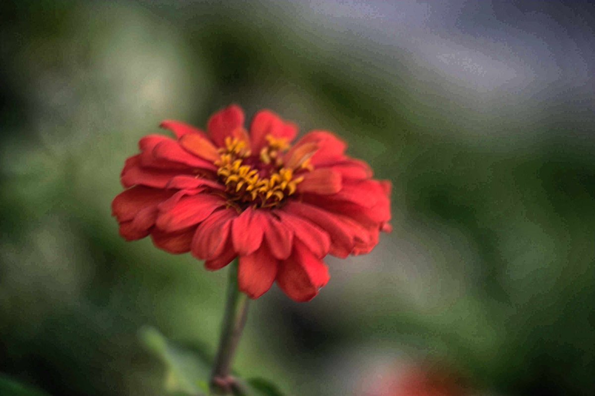 FreidaDakeqf's tweet photo. Neighborhood walk in cool weather, perfect for a light jacket. I brought a Canon EOS 10D with Helios 44-2 58mm f/2 and AF Cosina 19–35mm lenses, plus a Nikon 1 J1 with its 10–30mm kit lens. With the 10D’s tiny old screen, image quality is hard to https://t.co/AVFdZqpmWc