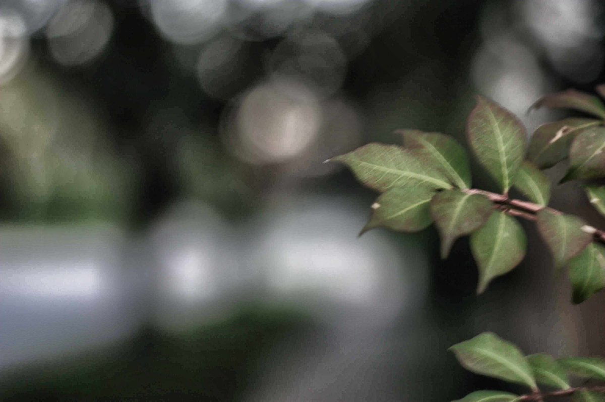 FreidaDakeqf's tweet photo. Neighborhood walk in cool weather, perfect for a light jacket. I brought a Canon EOS 10D with Helios 44-2 58mm f/2 and AF Cosina 19–35mm lenses, plus a Nikon 1 J1 with its 10–30mm kit lens. With the 10D’s tiny old screen, image quality is hard to https://t.co/AVFdZqpmWc