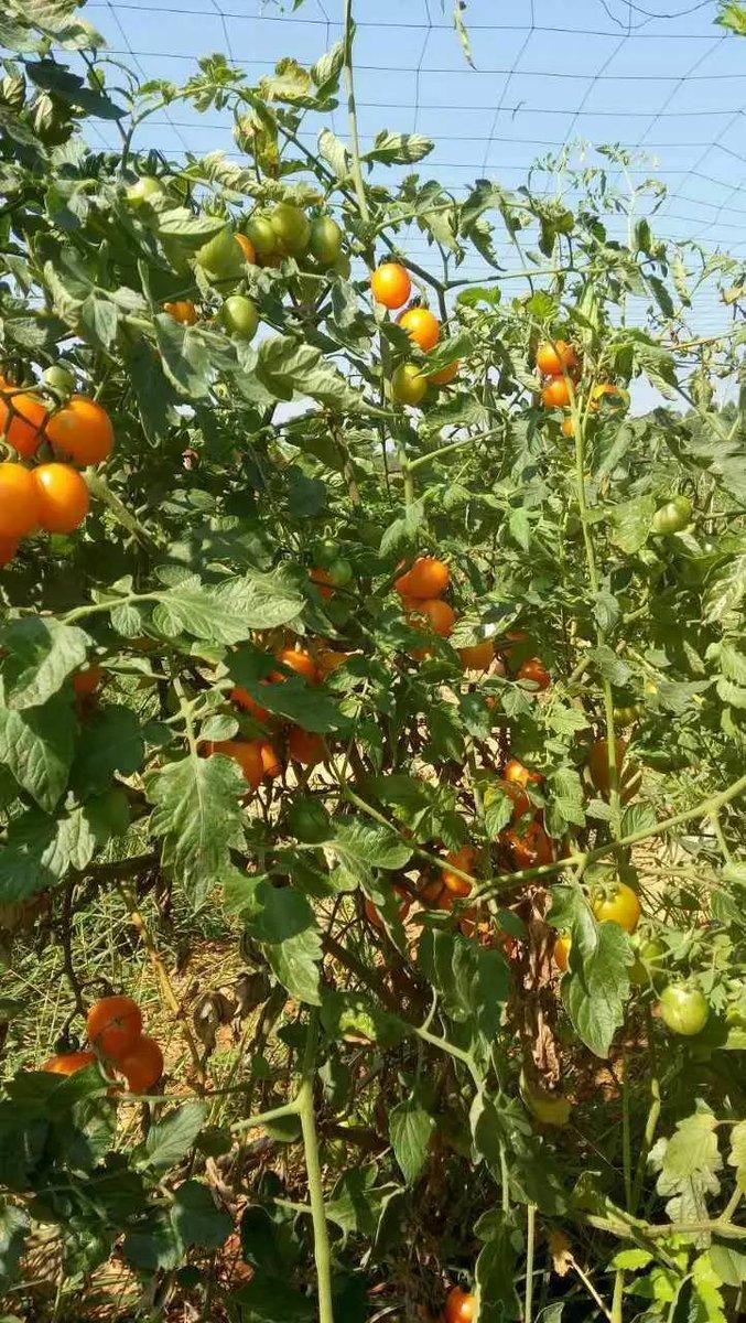 AleidaDiw's tweet photo. Jitomates cherry bio, jugosos y dulces! Ideales para ensaladas o meriendas, sin pesticidas. Calidad 10/10, los recomiendo!， https://t.co/wRgDxA1TsU